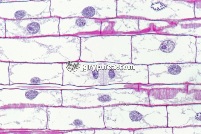 Racine de Blé - Cellules en élongation - zone 3 x150 - gryphea.com